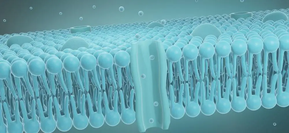 Ion Channels
