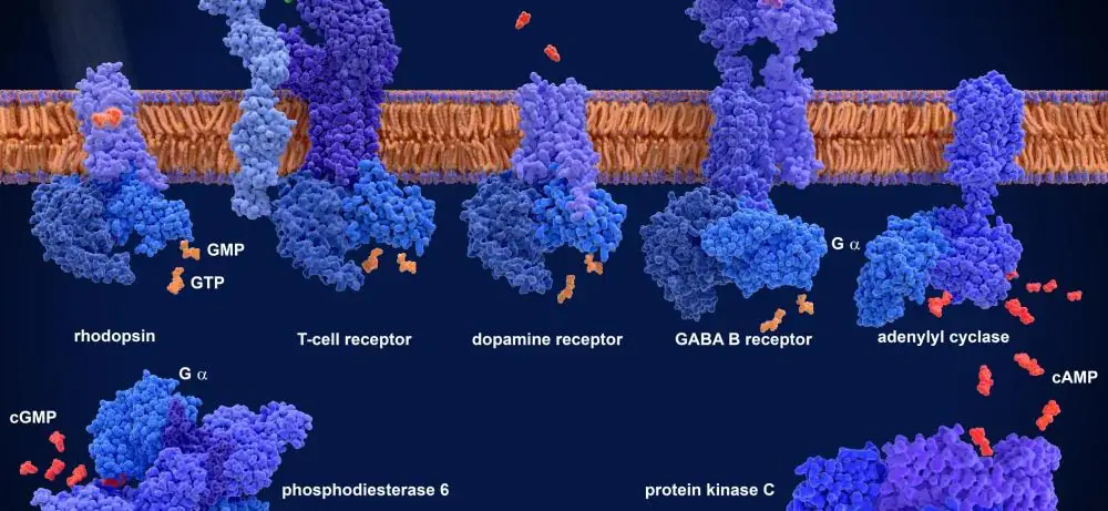 Receptors