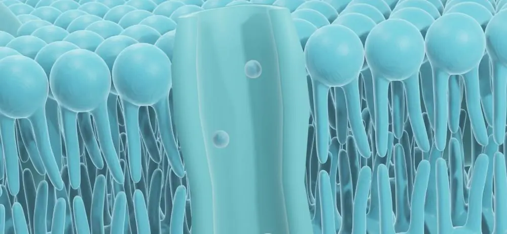 Glutamate, ionotropic