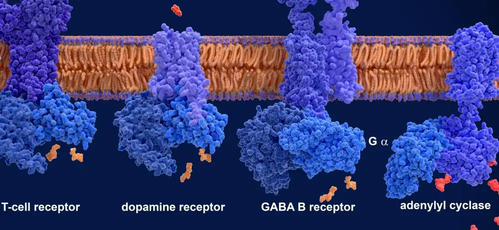 Cytokine