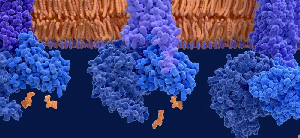 Serotonin