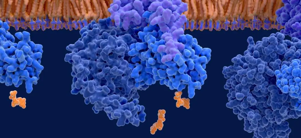 GPR27