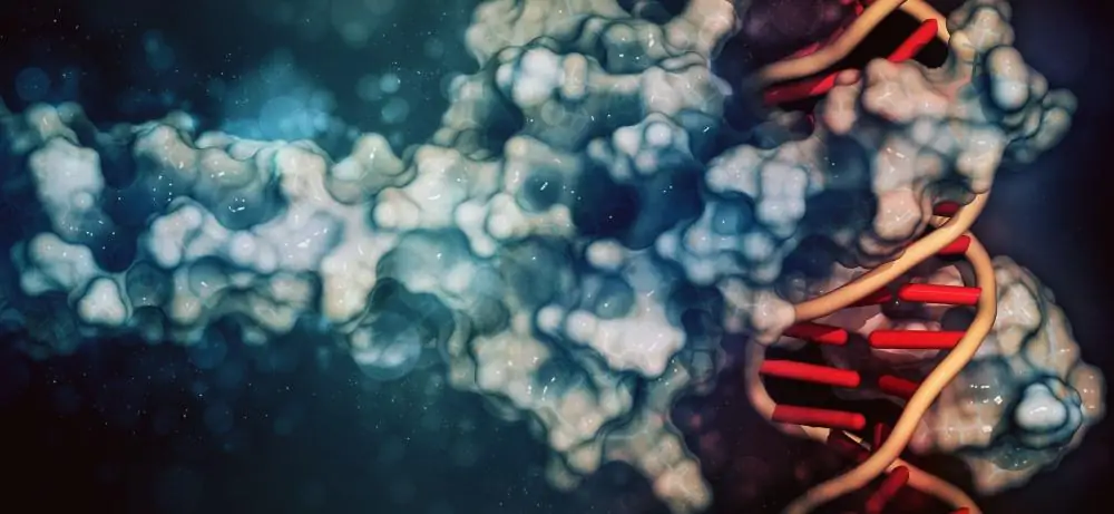 Transcription Factors